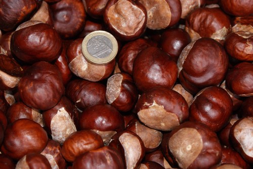 Rosskastanien 1kg ernte - rosskastanien,