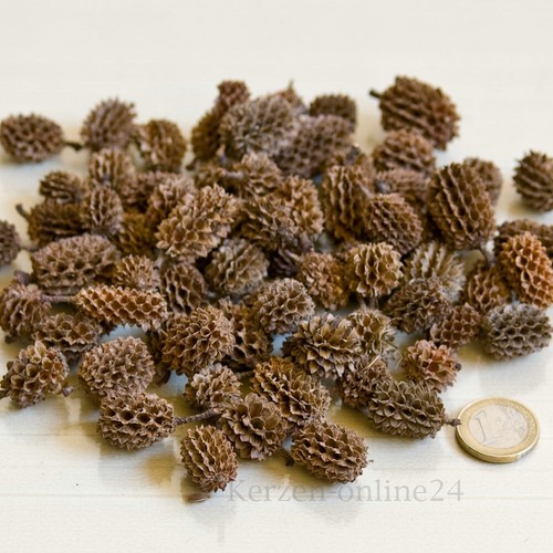 Dekoration casuarina zapfen - casuarina,
