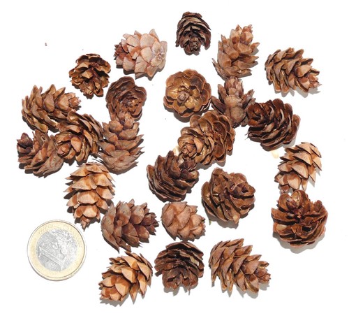 Winzige zapfen von hemlock - zapfen,