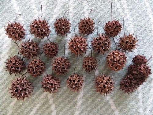 Amberbaum zapfen früchte - amberbaum,
