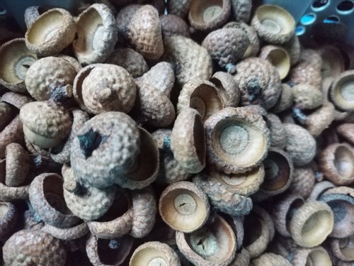 1000 eichelhüte natur - 1000,