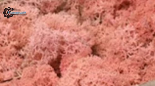 Islandmoos farben echtes - farben.,