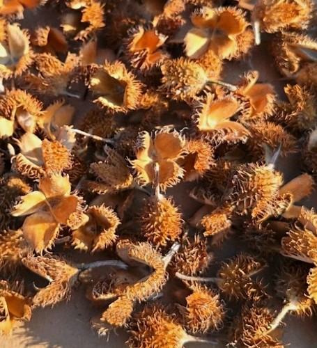 Getrocknete naturmaterialien - getrocknete,
