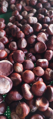 Kastanien ernte herbst - ,