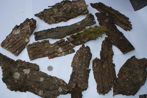 Baumrinde holzrinde kleine - -, (kleine