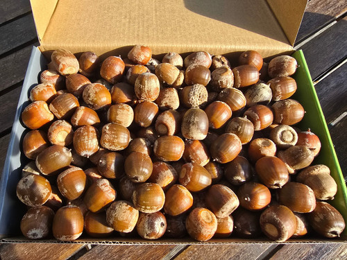 1kg frische eicheln natur - 1kg,