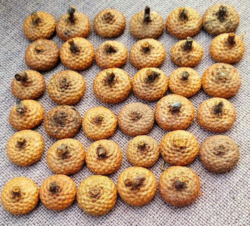 Kappen hütchen der - 35,