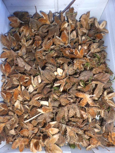 100 bucheckern hülsen - 100,