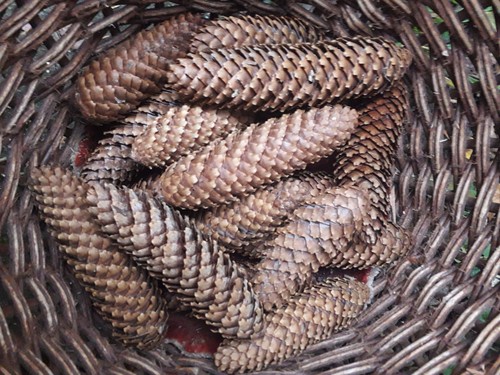 Fichtenzapfen natur zum - fichtenzapfen,, natur,