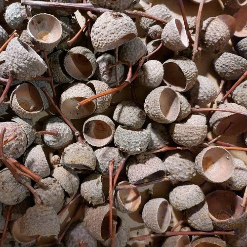 100 eichelhütchen kappen - 100, der