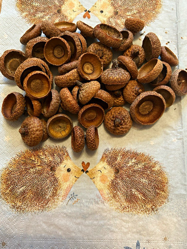 100 eichelhütchen - 100,