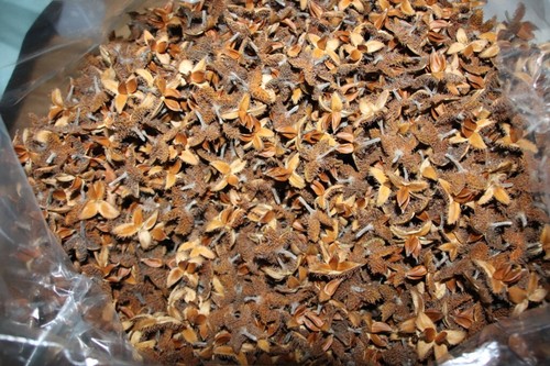 200 bucheckern deko basteln - 200,