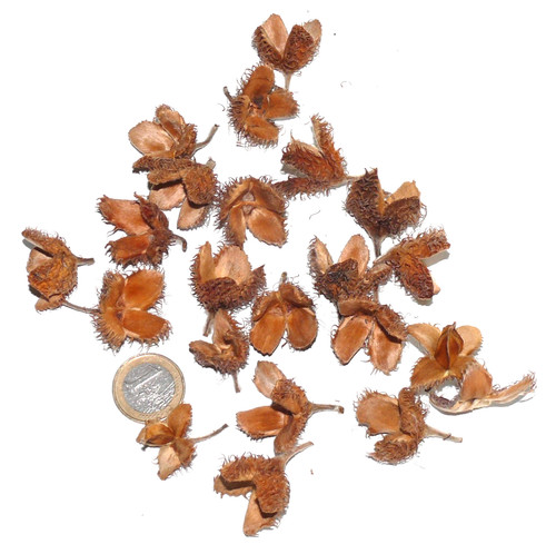 100 kleine bucheckern - kleine,