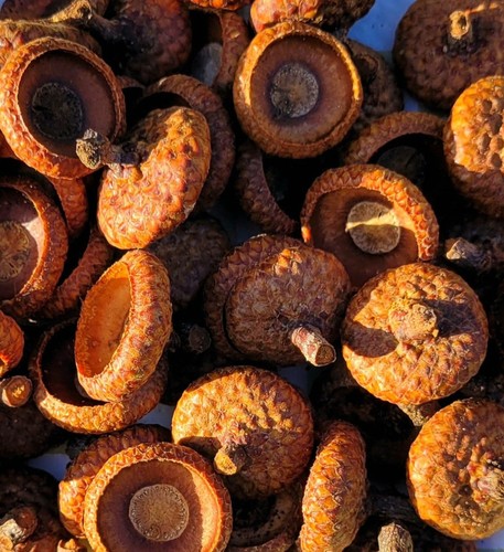 100 hütchen kappen der - 100,