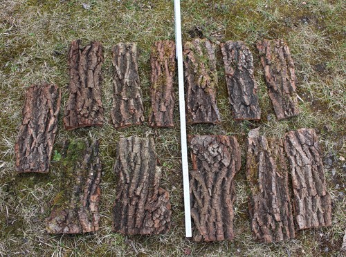 Rinde baumrinde weide - 2,