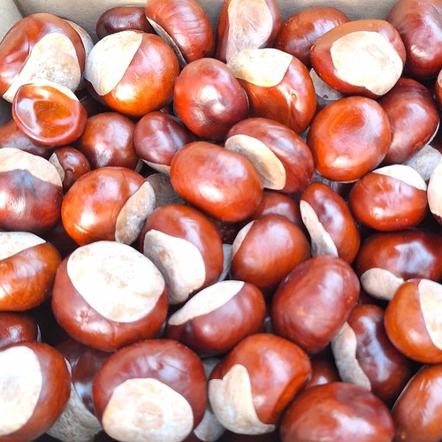 Kastanien rosskastanien - kg,
