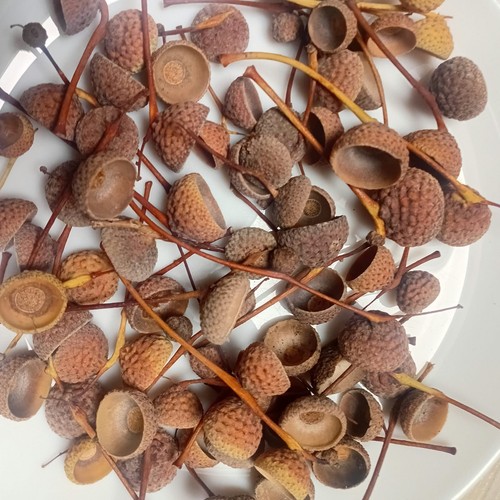 Eichelkappen eichelhütchen - eichelkappen,