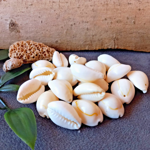 20x kauri muscheln mit - 20x,