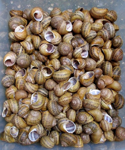 Weinbergschnecken stück - weinbergschnecken,