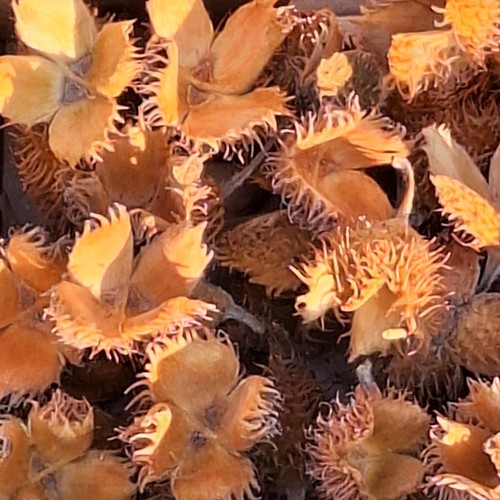 Bucheckern hülsen 100 stück - 100,