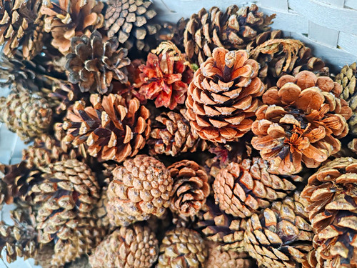 Tannenzapfen mix natur - tannenzapfen,