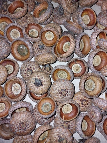 100 eichelhütchen - 100,