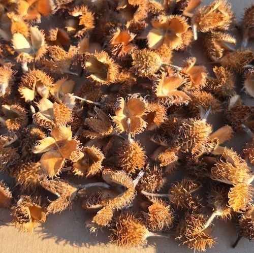 Bucheckern hülsen 100 stück - bucheckern,