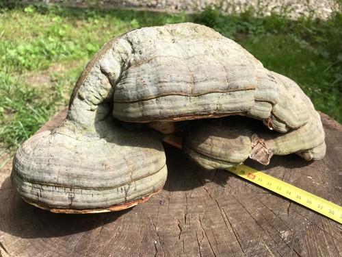 Natur pur baumpilz pilz - pilz, wald