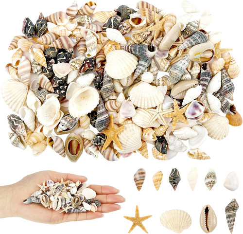 200 stück muscheln - stück, deko-set