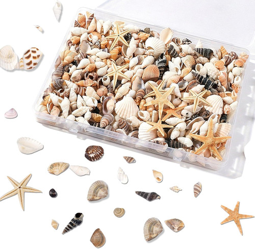 1000 stück kleine - kleine, muscheln