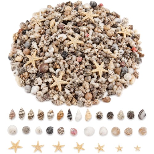 1221 stück mini muscheln - stück, und