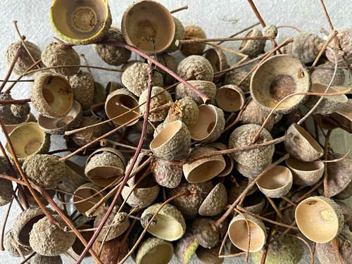 100 eichelhütchen - 100,