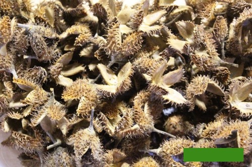 150 bucheckern deko basteln - 150,