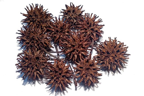 Stück amberbaum zapfen - 20,