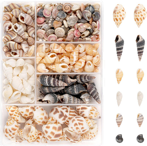 100 stück muscheln zum - stück,