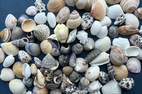 100 kleine muscheln - kleine,