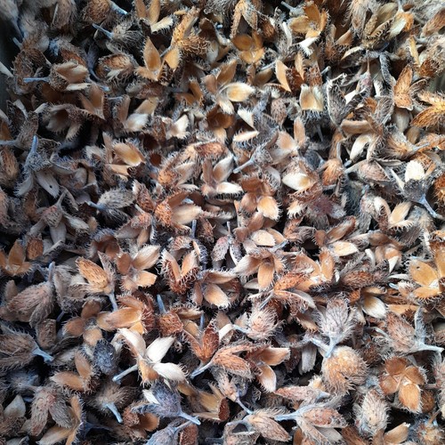 1000 bucheckern schalen - 1000,