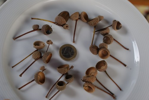 Eichelhütchen zum basteln - 20,