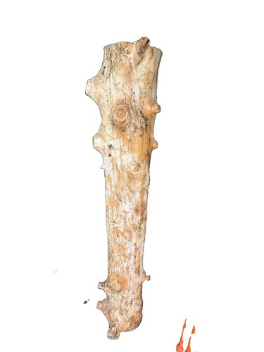 Massiver baumstamm naturholz - baumstamm,