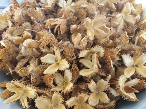 500 bucheckern schalen hülsen - 500,